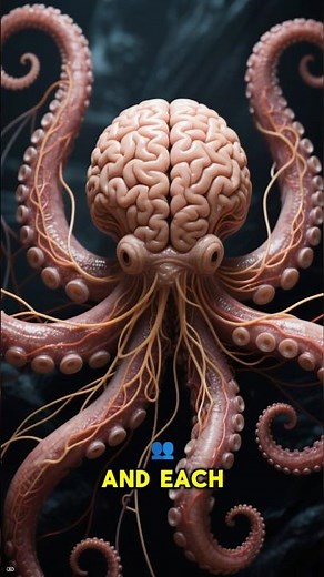 Octopus | Are They Aliens of the Sea?