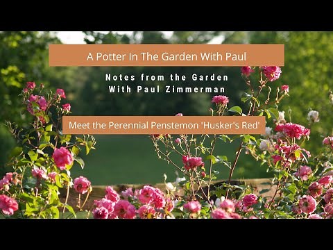 Meet The Perennial Penstemon 'Husker's Red'