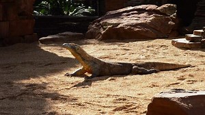 Komodo monitor or Komodo dragon sunbathing a sunny day - Varanus komodoensis