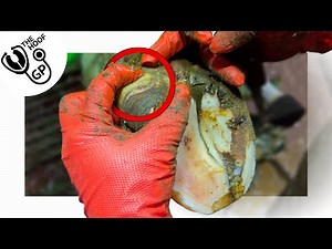 a RIPPLING cow's HOOF is INCREDIBLY SORE