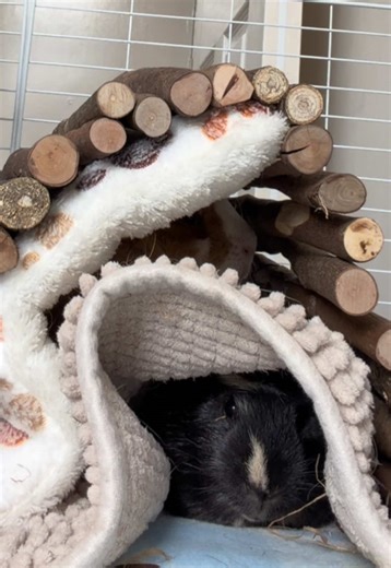 Accidental Guinea Pig Bunk Bed Surprise