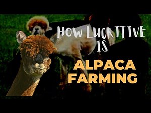 How Lucrative Is Alpaca Farming