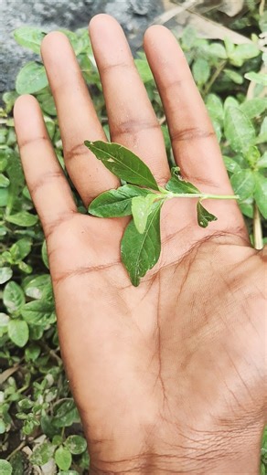 the largest shiny beetle I have ever found#shots #12093