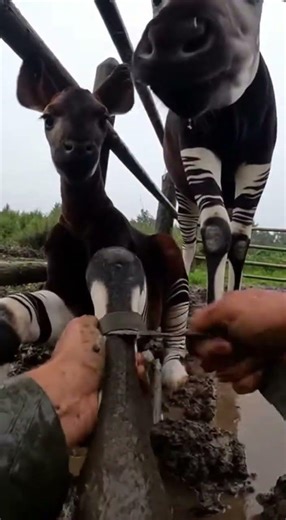 Hands Pulling Strap in a Tight Muddy Pen Close