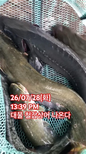 철갑상어 또 나온다 #낚시터 #낚시 #생활꿀팁 #향어낚시 #fishing #붕어낚시 #메기낚시 #철갑상어 #휴가낚시 #휴가철 #민물낚시터 #붕어 #향어 #장어 #철갑상어 #떡밥