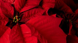 Stella di Natale: guida completa alla cura, storia e come farla rifiorire