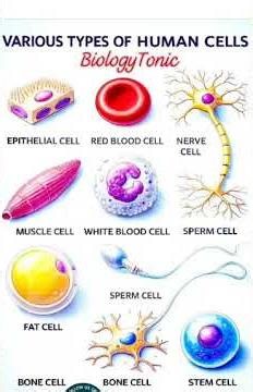 different types of human cells
