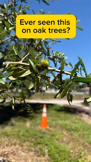 Have you ever seen these strange leafy growths on oak trees? They show up often in spring and many people mistake them for flowers. They’re actually leafy oak galls, one of the hundreds of unique galls created by tiny gall wasps in the family Cynipidae. When the female wasp lays an egg, the plant responds by forming this protective structure around the developing larva. Inside the gall, the larva feeds, grows, and eventually emerges as an adult wasp. Watch as we cut open one of these galls to re