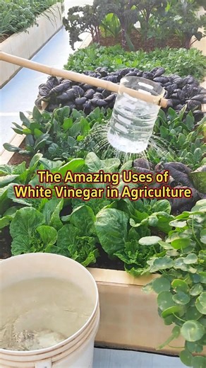 2.8K views · 16 reactions | The amazing uses of white vinegar in agriculture! #planting #farming #garden #plants #agriculture Vegetable.Agriculture | Vegetable.Agriculture | Facebook