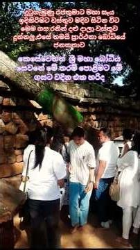 හාස්කම් පිරි ගසක් ශ්‍රී මහා බෝධියේ 🤔😲🙏A miraculous tree at Sri Maha Bodhi😲🙏#srimahabodiya #buddha