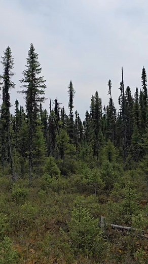 Skincare that feels like stepping into the forest. Every Boreal Folk product is infused with wild botanicals we gather ourselves and crafted in small batches on our Canadian farm. Pure, intentional, and gentle on all skin types. Start your forest ritual today. | Boreal Folk
