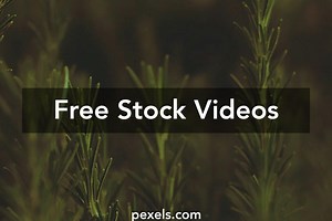 Rosemary Videos, Download The BEST Free 4k Stock Video Footage & Rosemary HD Video Clips