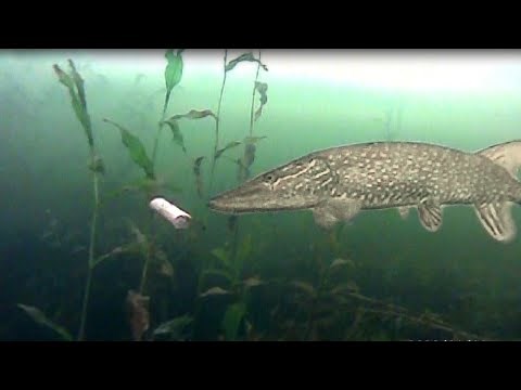 Ice Fishing HOT DOGS For BIG PIKE (Does it Work?)