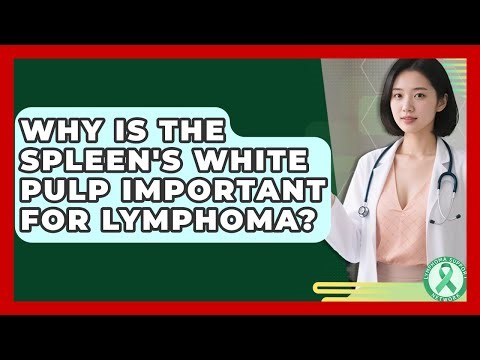 Why Is The Spleen's White Pulp Important For Lymphoma? - Lymphoma Support Network