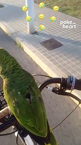Ever seen a #parrot laughing hysterically like this? #birds #laughter #funny | Poke My Heart