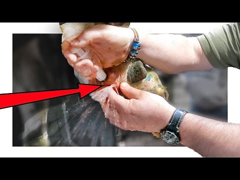 VET LANCE'S ABSCESS on BULL'S FOOT!