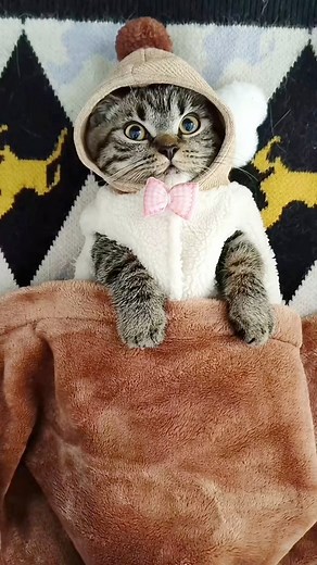 2.9M views · 93K reactions | “Pampering my kitty to purr-fection! Because every feline deserves a little luxury and love.” | Paw Plaza | Facebook