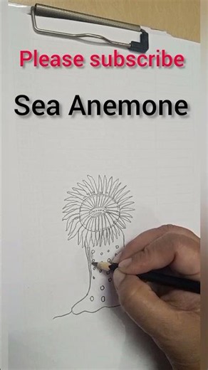 easy draw Structure of Sea Anemone | Labelled Diagram of Sea Anemone