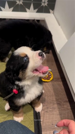 Suara Imut Anak Anjing Ini Bikin Gemas Banget 🥹🐶