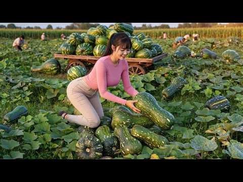 Harvesting Thousands of Giant Pumpkins Beyond My Imagination | Emma Daily Life