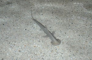 Stingrays, sharks coming to STL Zoo