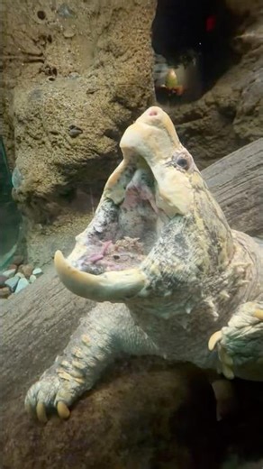 Alligator snapping turtle (Macrochelys temminckii)🐢 #viral #viralvideo #viralshorts #foryou