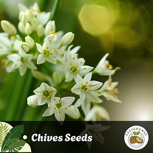 150 Garlic Chives Seeds: Non-gmo Heirloom Herb - Allium Tuberosum Easy Grow - Etsy Australia