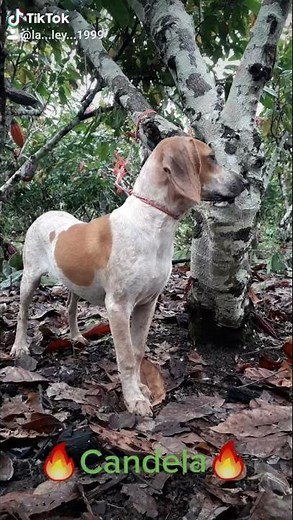 mejores perros de caza