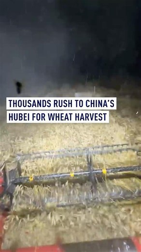 Thousands rush to China’s Hubei for wheat harvest