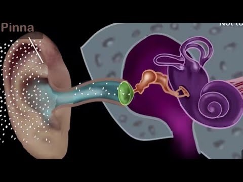 Chapter-11 The Sensory Organs Part-3 | Class-10 Biology
