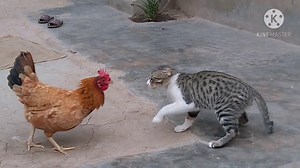 Rooster Vs Cat real fight | DishConic