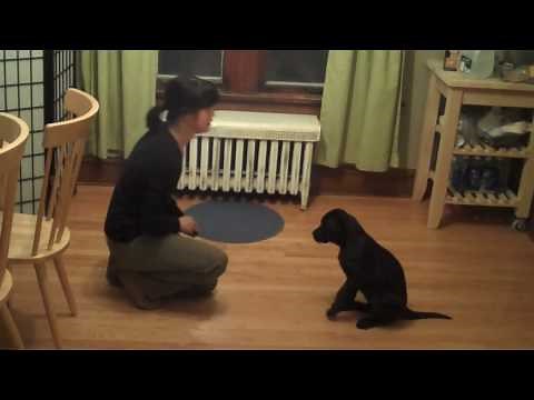 Very Smart Black Labrador Puppy- Training Session
