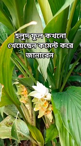 হলুদ ফুল #viralpage #villagefood #shortdrama | Champa kitchen with village food