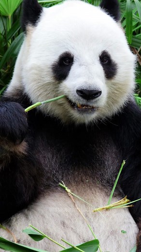 Make Sure To Like And Follow For More Content Like This Daily!!!🐼 #panda #fyp #animalfacts #giantpanda #funfacts #viral