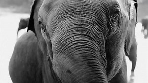 Photos.com TV Spot, 'How To'