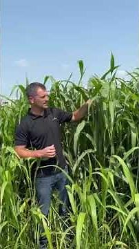 All Your Sorghum-Sudangrass Questions Answered