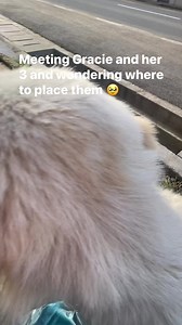 24K views · 518 reactions | Sunday early morning there was a post...