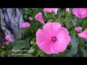 🌸 Annual Lavatera Flower / Growing from seeds in the open field 🌼