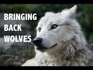 Bringing Back The Wolf by Kirsty Wells | CITIZEN ZOO | REWILDING