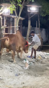 Playful bull of Hakeem Cattle Farm | Qurbani Eid 2024 | Cattle World . . . . . #paglagoru #Janwar #pagla #paglami #GabtoliHaat #deshal #QurbaniEid #bakra #mandi #goru #haat #sahiwal #gyr #janwar #farm #borogoru #hasha #memes #shorts #bakraeid #goals #FIFAWorldCup #FIFA #qurbanieid #hashtag #party #gabtolihaat #farming #pakra #farmlife | Cattle World
