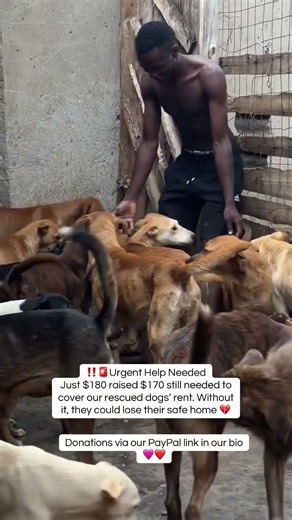 Please consider donating via our PayPal link in bio ❤️🙏 #trending #fyp #viral #youtubeshorts