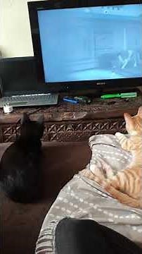 CATS WATCHING HORROR MOVIE