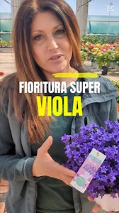 95K views · 827 reactions | Pianta dai fiori viola a forma di campana. La campanula è una pianta con una bellissiama fioritura viola, compatta e tondeggiante. Fiorisce più volte l'anno ed facile da coltivare. Rosa Maria Alessi vi spiega come coltivarla. | Verdeflora garden center vivaio | Facebook