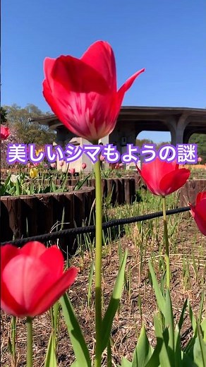 チューリップの衝撃！ #チューリップ #豆知識 #かわいい