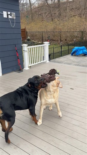 The secret language of dogs