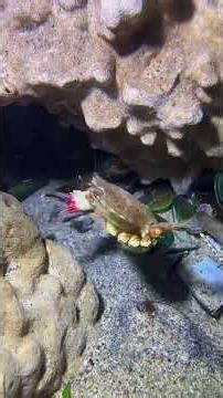 Pro Diving Skill - Fresh Explosion！P0405 #lobsterhunt #nightdive #diving