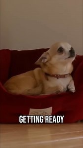 Allison struggles with walks, causing her anxiety. She doesn't trust Peter and Yvonne, making even getting ready traumatic. She hates the leash and will sometimes pee on the floor. Now, she'll only go outside to do her business. #ItsMeOrTheDog #Dogs #DogAnxiety #LeashReactive #DogBehavior #DogTrainingTips #AnxiousDog | Me Or The Dog