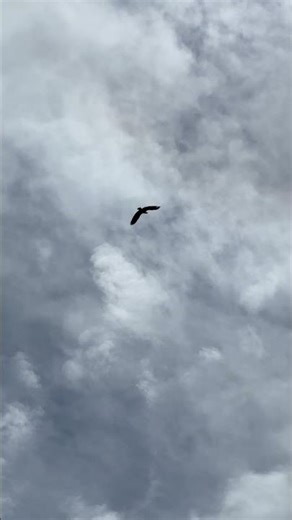 Eagle Soaring