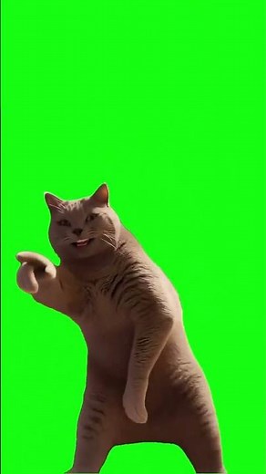 Cat Dancing Green Screen