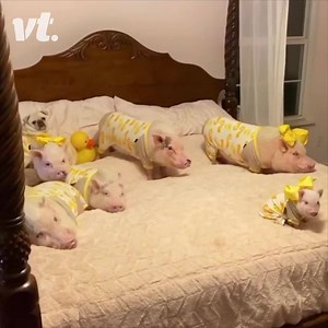 Show someone these matching piggies to make their day! 😍 Credit: Priscilla the Mini Pig | VT